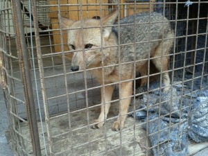 Dos zorritos fueron rescatados gracias al SAG y el CREA  de la UA