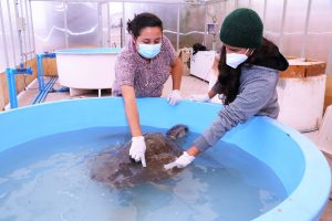 Personal del Centro de Rescate trabaja en el cuidado de las tortugas.