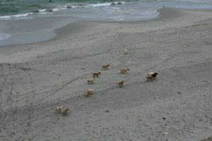 Jauría ingresando a zona protegida para el gaviotín chico.